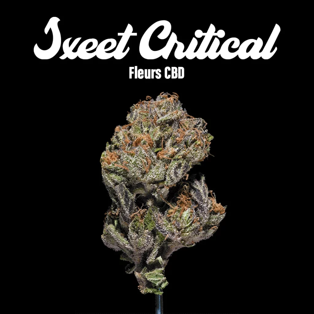 Sweet Critical &ndash; Fleurs CBD