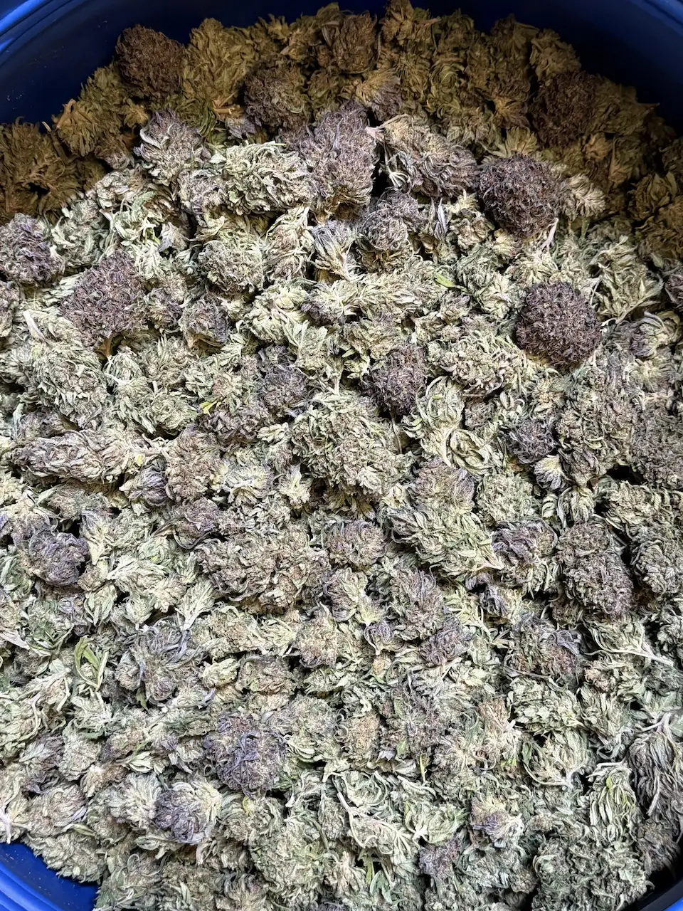 delimed cbd – fleurs cbd