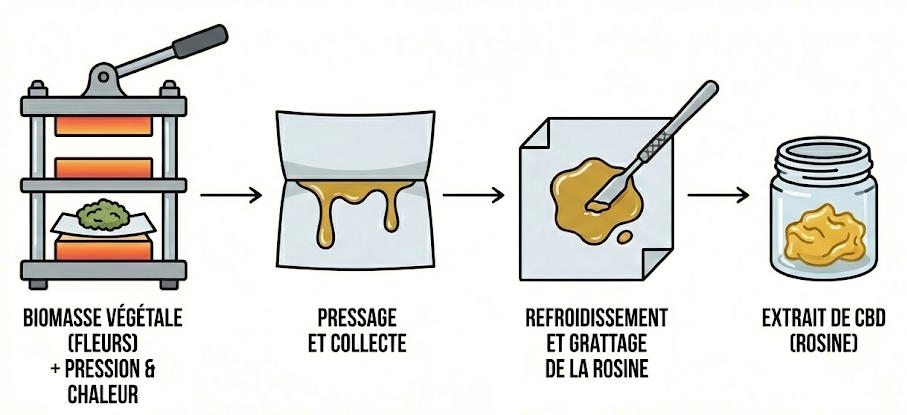 extraction cbd &agrave; la pression &agrave; froid (rosine)