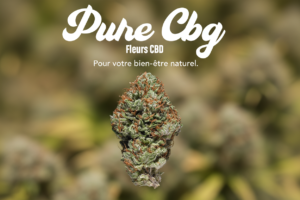 Fleur CBG Française : Guide Complet du Producteur Aveyron