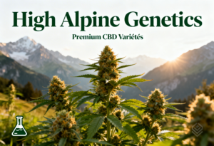 Variétés High Alpine Genetics de FrenchCBDreams en Aveyron
